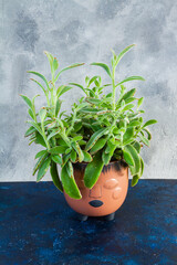 Kalanchoe tomentosa plant in brown ceramic pot.