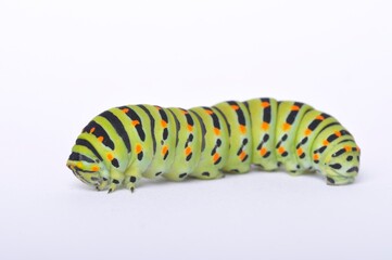 Swallowtail caterpillar on a white backgroung