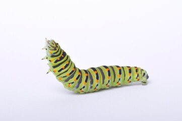Swallowtail caterpillar on a white backgroung