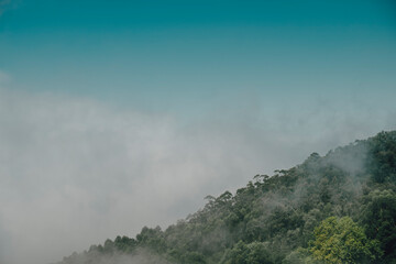 Mountain hill trees with clouds and mist on a sunny day