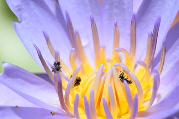 The pollen of yellow of a lotus with purple inverted flowers. There are tiny insects eating nectar from the pollen inside the lotus.