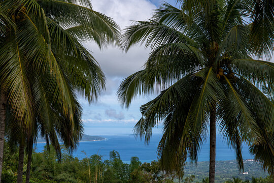 Sea view through coco palm trees, tropical nature photo. Tropical island landscape with sea and palm trees. Hiking in volcanic island mountains. Summer vacation in South Asia. Coastal land panorama