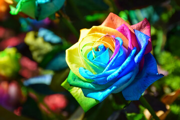 Fototapeta na wymiar A beautiful and perfect rainbow rose. Each petal of the rose consists of the colors of the rainbow, including purple, indigo, blue, green, yellow, orange, and red. Makes a beautiful rose.