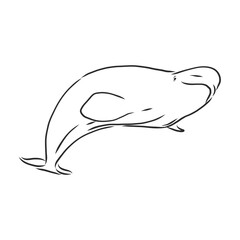 Hand drawn vector beluga whale. Sketch engraving illustration of whale. beluga whale vector sketch illustration