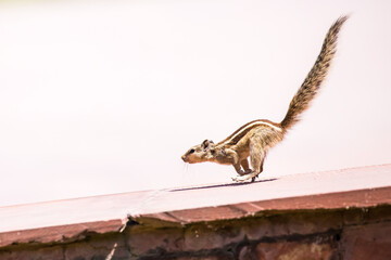 Indian palm squirrel in Agra