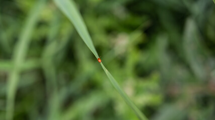 minimalist, grass with dewdrops and ladybug