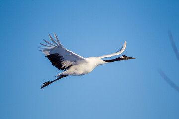 Red-crowned cranes dancing and flying at Hokkaido, Northern Japan.