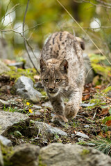 Lynx in green forest with tree trunk. Wildlife scene from nature. Playing Eurasian lynx, animal behaviour in habitat. Wild cat from Germany. Wild Bobcat between the trees