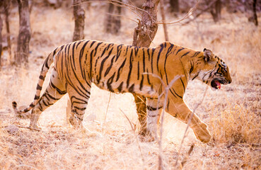 Fototapeta na wymiar Bengal tiger in Ranthambore