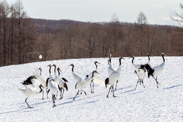 Red-crowned cranes dancing and flying at Hokkaido, Northern Japan.