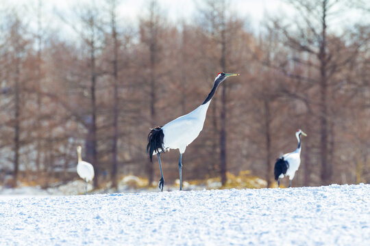 Red-crowned cranes dancing and flying at Hokkaido, Northern Japan.