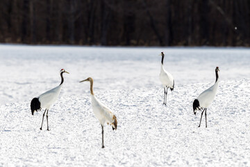 Red-crowned cranes dancing and flying at Hokkaido, Northern Japan.