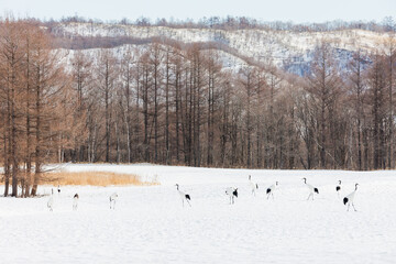 Red-crowned cranes dancing and flying at Hokkaido, Northern Japan.