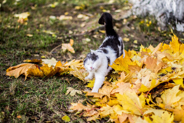 Black and white cat on a background of yellow maple leaves. Marilyn Monroe in feline guise