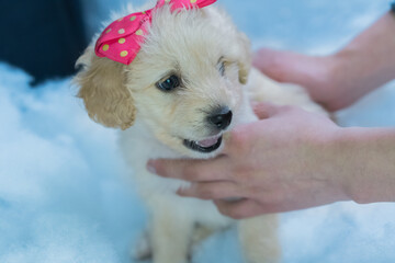 Little dog posing for photographs.