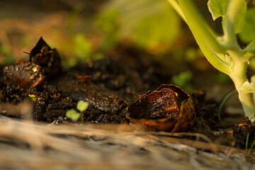 Close up compost on soil at green vegetable garden.