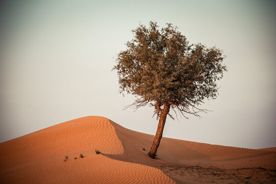 The Desert in Ras al Khaimah, United Arab Emirates, Asia