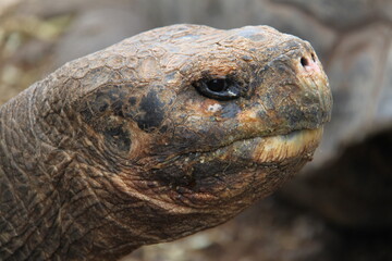 Giant tortoise of the Galapagos Islands
