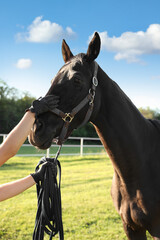 Young woman with horse outdoors on sunny day, closeup. Beautiful pet