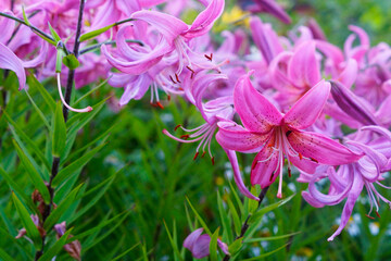 purple flowers lilies in the garden
