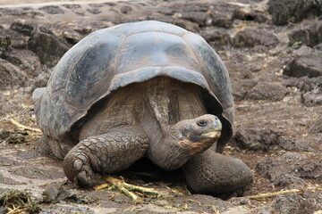 Giant tortoise of the Galapagos Islands