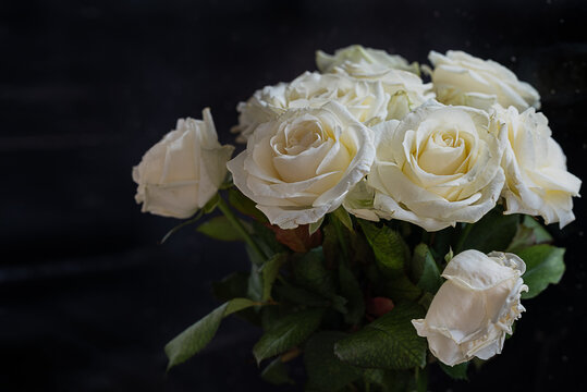 Bouquet of white roses on dark background