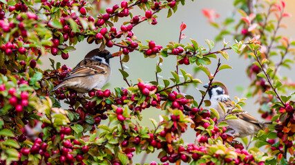 Sparrow