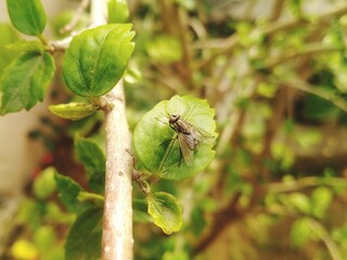 House Fly on the Leaf 
