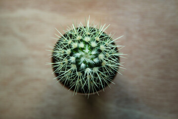 cactus with thorns
