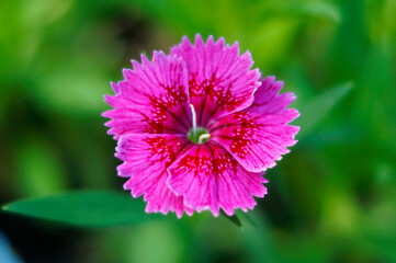 Obraz premium pink carnation flower close up