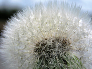 Dandelion seeds close up shot