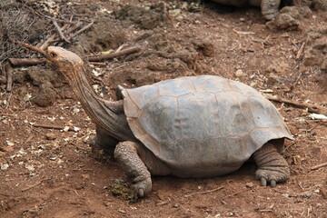 Fototapeta premium Giant tortoise of the Galapagos Islands