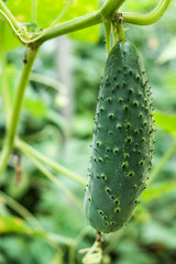 growing cucumbers in the garden. The growth and blooming of greenhouse cucumbers. Organic greenhouse full of cucumber plants