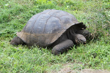 Giant tortoise of the Galapagos Islands
