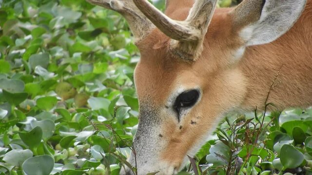 Great close up of a Marsh Deer (Swamp Deer) - Blastocerus dichotomus feeding in a small lake covered in water plants.