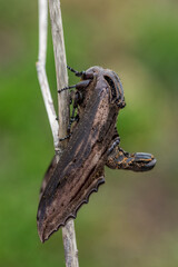 Apple Hawkmoth - Langia zenzeroides, beautiful large hawk moth from Southeast Asian forests and woodlands, Thailand.
