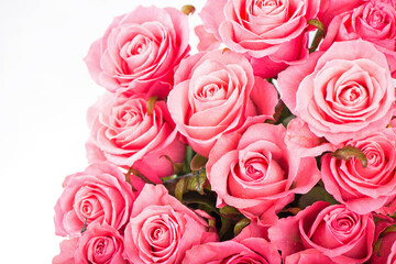 Plakat Pink roses isolated on the white background