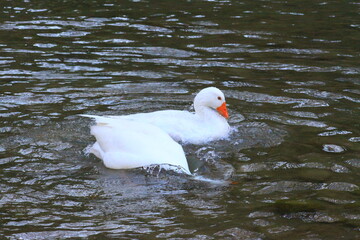 hermoso patos blancos bañandose en el rio y nadando
