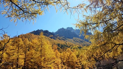 autumn trees in the mountains