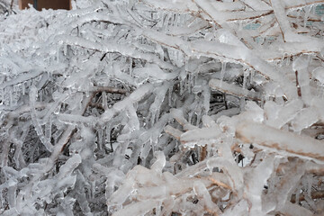 A tree branch covered with ice after a winter ice storm