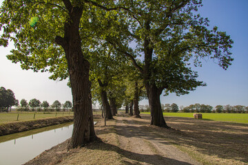 Tree alley