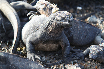 Marine Iguana of the Galapagos Islands