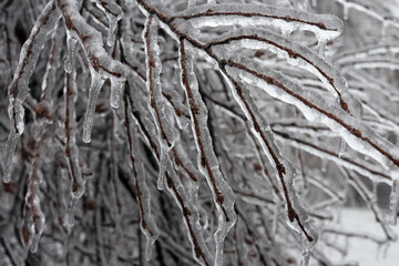 A tree branch covered with ice after a winter ice storm