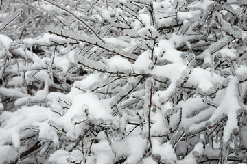 A tree branch covered with ice and snow in winter