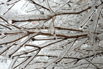 A tree branch covered with ice after a winter ice storm