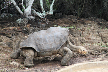 Fototapeta premium Giant tortoise of the Galapagos Islands