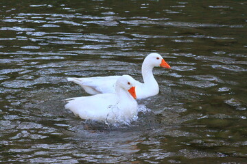 hermoso patos blancos bañandose en el rio y nadando