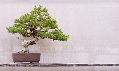 Juniper Bonsai - Juniperus chinensis
