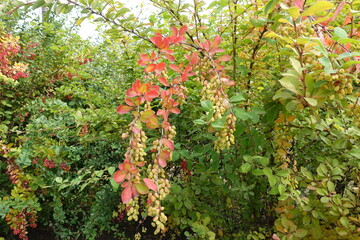 Greenish yellow berries of Berberis vulgaris in September