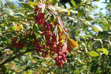 Inclined branch of Berberis vulgaris with red berries in September